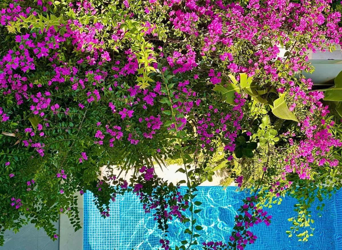 Ngoài hoa hồng, MC Quyền Linh - Dạ Thảo trồng thêm một số loại hoa, cây cảnh khác. Ảnh: FB Dạ Thảo