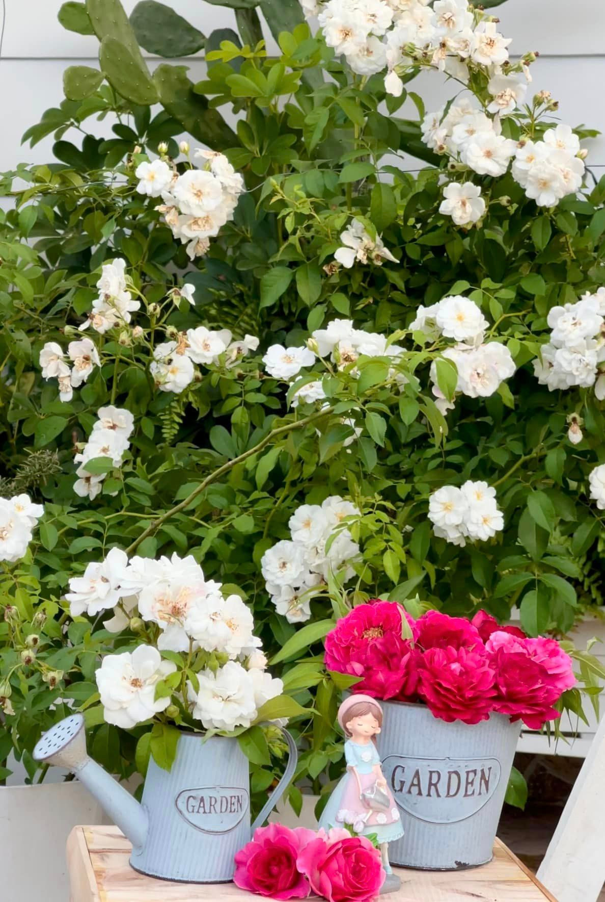 Các loại hoa hồng đủ màu sắc được trồng thành những khóm nhỏ. Ảnh: FB Dạ Thảo