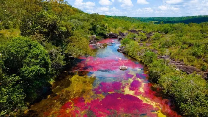  Sông Cano Cristales thuộc Công viên quốc gia Macarena, Colombia, nằm ở phía đông dãy Andes