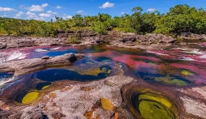 Mỗi năm nơi đây đón chào hàng triệu lượt du khách. Tuy nhiên, sông Cano Cristales chỉ đón du khách từ tháng 6 đến tháng 12. Từ tháng 1 đến tháng 5, khu vực này sẽ đóng cửa để hệ sinh thái nơi đây được “nghỉ ngơi” và bảo toàn.