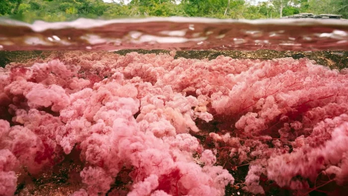 Loài cây thủy sinh này là nguyên nhân khiến lúc thì dòng sông có màu xanh lá, khi lại chuyển sang màu đỏ tươi, cam vàng và cả sắc nâu sậm