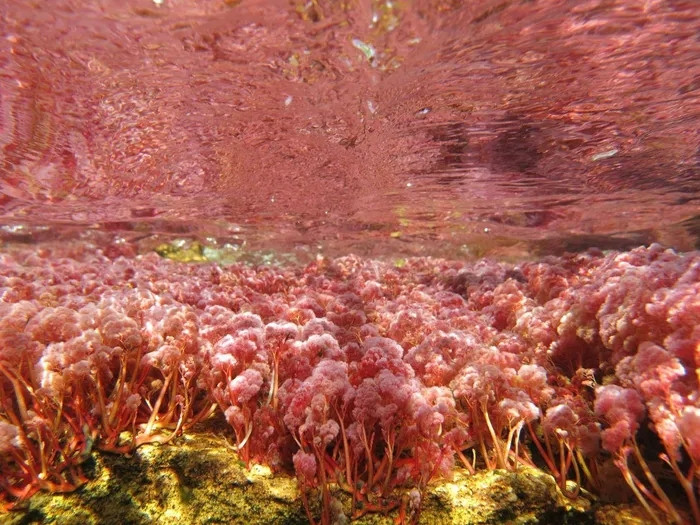 Màu sắc độc đáo này được tạo ra trong quá trình sinh sản của thực vật thủy sinh ở sông, có tên khoa học là Macarenia Clavigera, một loài thuộc họ rong sông Podostemaceae