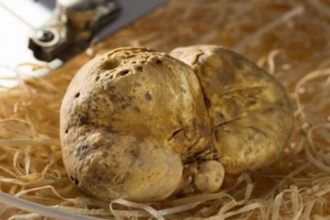 Không giống như các loại cây trồng có thể được trồng và thu hoạch đúng tiến độ, nấm truffle phát triển dưới sự kiểm soát của thiên nhiên, khiến chúng trở nên hiếm hoi. Theo Aromatruffle, nấm cục phải mất hơn 20 năm để phát triển.