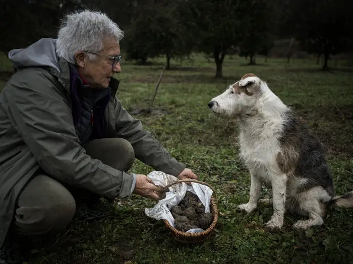 Theo truyền thống, lợn được sử dụng để săn nấm cục, nhưng chó cũng trở thành phương pháp được ưa chuộng hơn nhờ khả năng tìm thấy nấm chín mà không cần ăn.