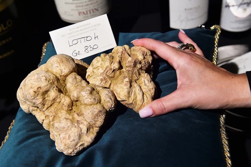 Đáng chú ý, trong một cuộc đấu giá hồi năm 2021 tại Italia, một cây nấm cục trắng nặng 830g đã được bán với giá 103.000 Euro (khoảng hơn 2,6 tỷ đồng).