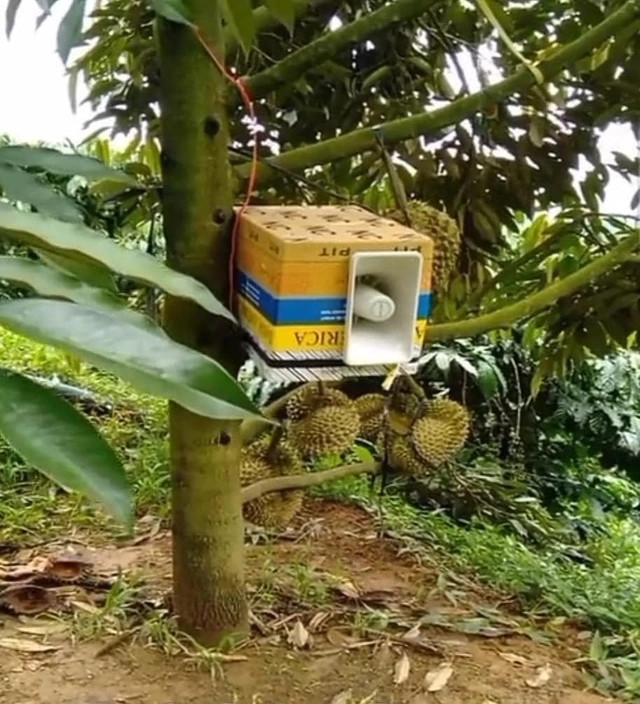 Chủ vườn đầu tư hẳn cái loa to khiến những ai có ý đồ xấu với vườn sầu riêng phải dè chừng. Ảnh: Page Người Gia Lai