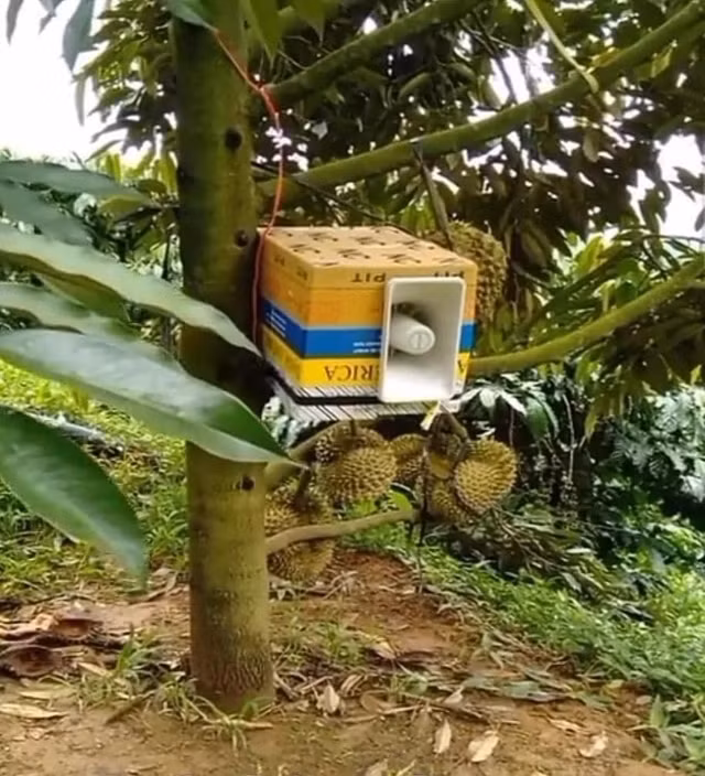 Chủ vườn đầu tư hẳn cái loa to khiến những ai có ý đồ xấu với vườn sầu riêng phải dè chừng. Ảnh: Page Người Gia Lai