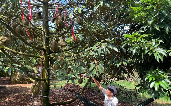 Chủ vườn thậm chí còn mắc võng ngay dưới cây sầu riêng để canh trộm. Ảnh: Dân Việt