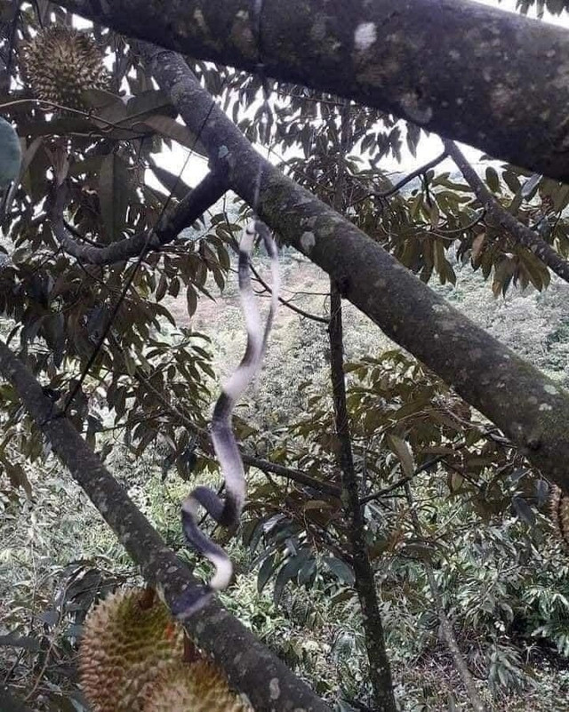 Chú rắn trông rất đáng sợ đang đu trên cành cây sầu riêng khiến trộm "khóc thét". Ảnh: Page Người Gia Lai