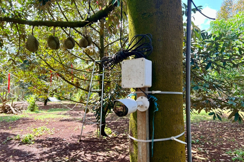 Một chủ vườn tại huyện Krông Pắc (Đắk Lắk) đầu tư 10 triệu đồng với 8 chiếc camera nhiều chức năng "xịn xò" để bảo vệ vườn sầu riêng. Ảnh: Dân Việt