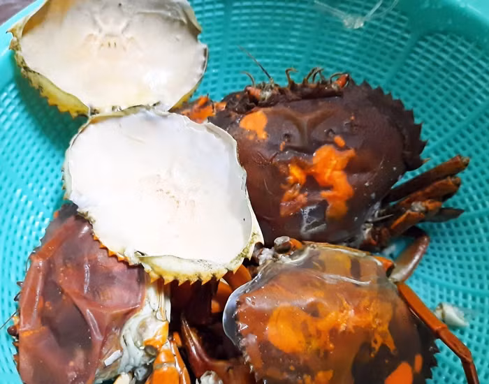 Lớp vỏ ngoài cua cốm thường rất mỏng. Lớp vỏ bên trong do mới hình thành nên khi ăn có cảm giác bùi bùi, thịt rất ngọt và gạch béo. Ảnh: Dân Việt