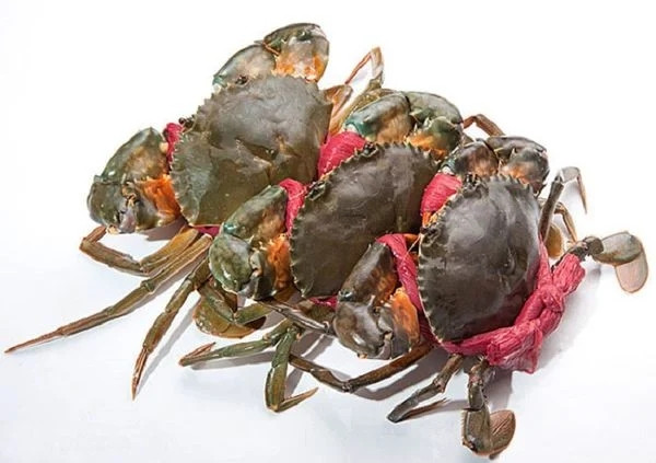 Trong thời gian chờ lột vỏ, cua hai da hầu như không hoạt động, ở trong hang khoảng 10 ngày và thường lấp miệng hang lại. Ảnh: Haisantuoisach