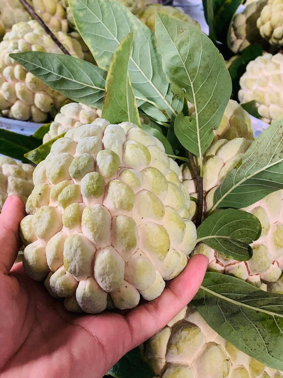 Có thời điểm, na bở còn được rao bán lên tới 200.000 đồng/kg. Hiện, na bở bắt đầu vào mùa, giá từ 150.000 – 170.000 đồng/kg. Ảnh: FB Hoa Thuy Tinh