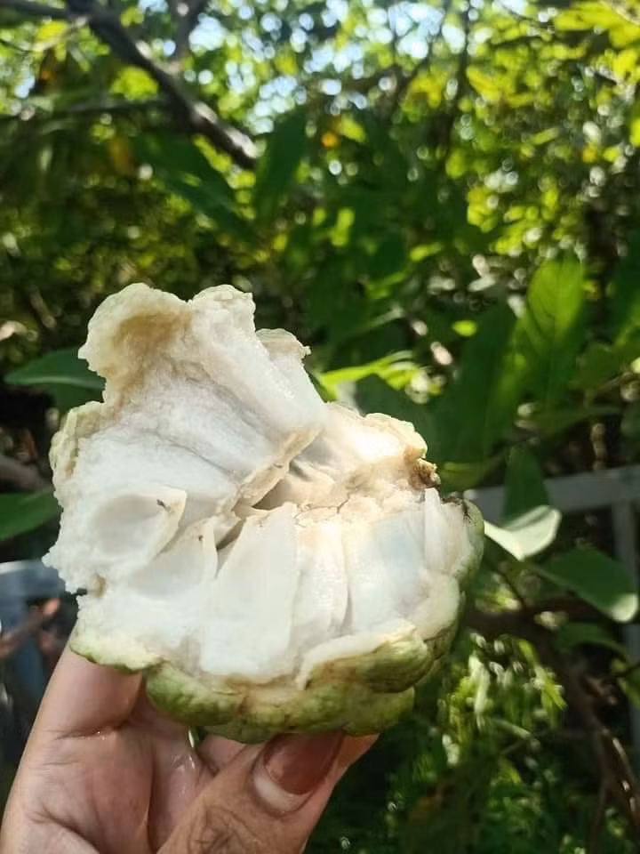 Khoảng 2 - 3 ngày, chị Giang mới gom đủ 20 - 25kg na bở bán cho khách đặt trước. Ảnh: FB Tớ Tên Nhung