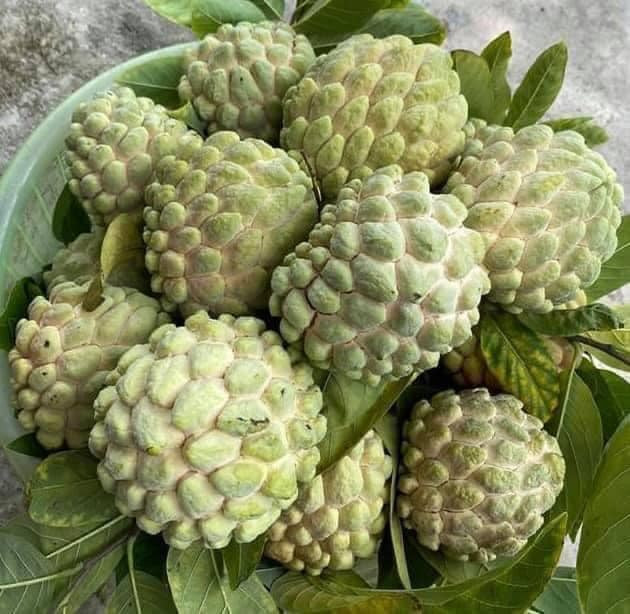 Nhưng mấy năm gần đây, na bở bỗng được nhiều người săn lùng, giá bán cao gấp 2-3 lần na dai vẫn “cháy” hàng. Ảnh: FB Minhchau Ha