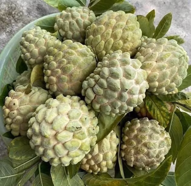 Nhưng mấy năm gần đây, na bở bỗng được nhiều người săn lùng, giá bán cao gấp 2-3 lần na dai vẫn “cháy” hàng. Ảnh: FB Minhchau Ha