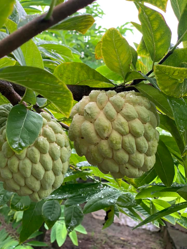 Giá na bở cao song khách hàng muốn mua cũng không đơn giản, đôi khi phải đặt hàng trước. Ảnh: FB Hoa Thuy Tinh