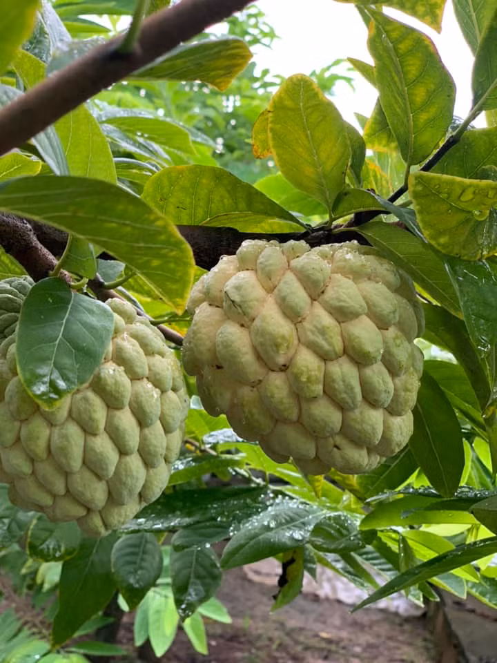 Giá na bở cao song khách hàng muốn mua cũng không đơn giản, đôi khi phải đặt hàng trước. Ảnh: FB Hoa Thuy Tinh