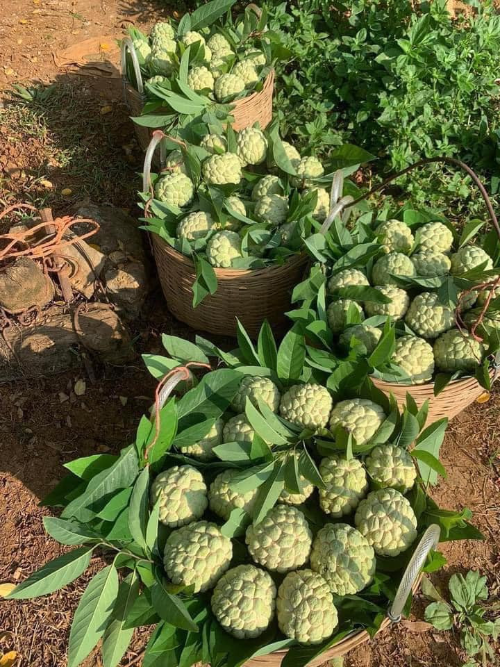 Chị Giang (một đầu mối bán hoa quả ở Long Biên, Hà Nội) cho biết, mấy năm nay na dai và na bở đều được khách hàng ưa chuộng. Nhưng na bở thường xuyên trong tình trạng “cháy” hàng do số lượng ít hơn. Ảnh: FB Tớ Tên Nhung