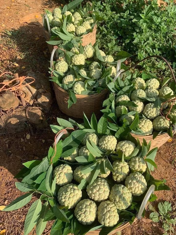 Chị Giang (một đầu mối bán hoa quả ở Long Biên, Hà Nội) cho biết, mấy năm nay na dai và na bở đều được khách hàng ưa chuộng. Nhưng na bở thường xuyên trong tình trạng “cháy” hàng do số lượng ít hơn. Ảnh: FB Tớ Tên Nhung