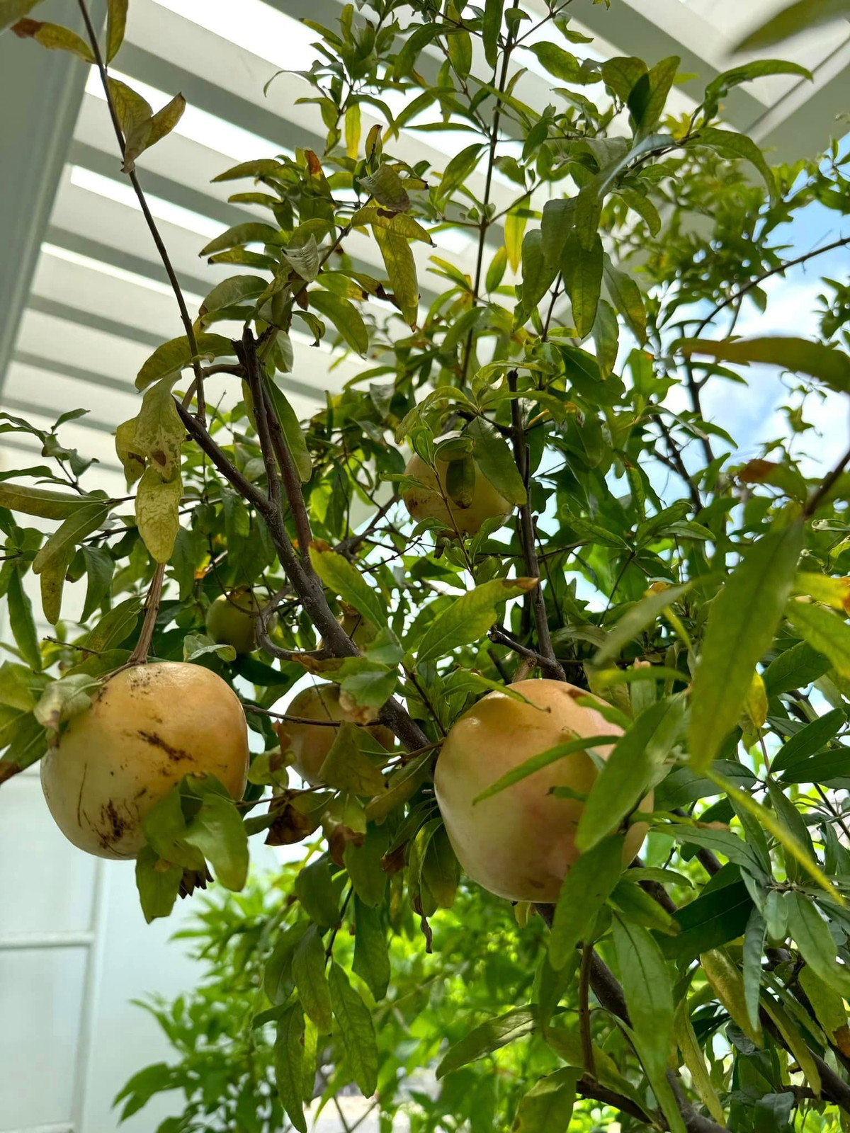 Nữ diễn viên sinh năm 1971 thích những công việc làm vườn như tưới nước, cắt tỉa cành đến bắt sâu. Nguồn ảnh: FBNV