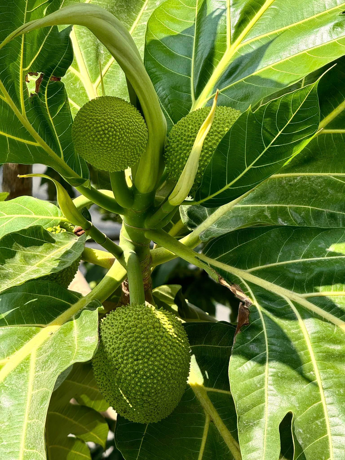 Sa kê trái đếm không hết.