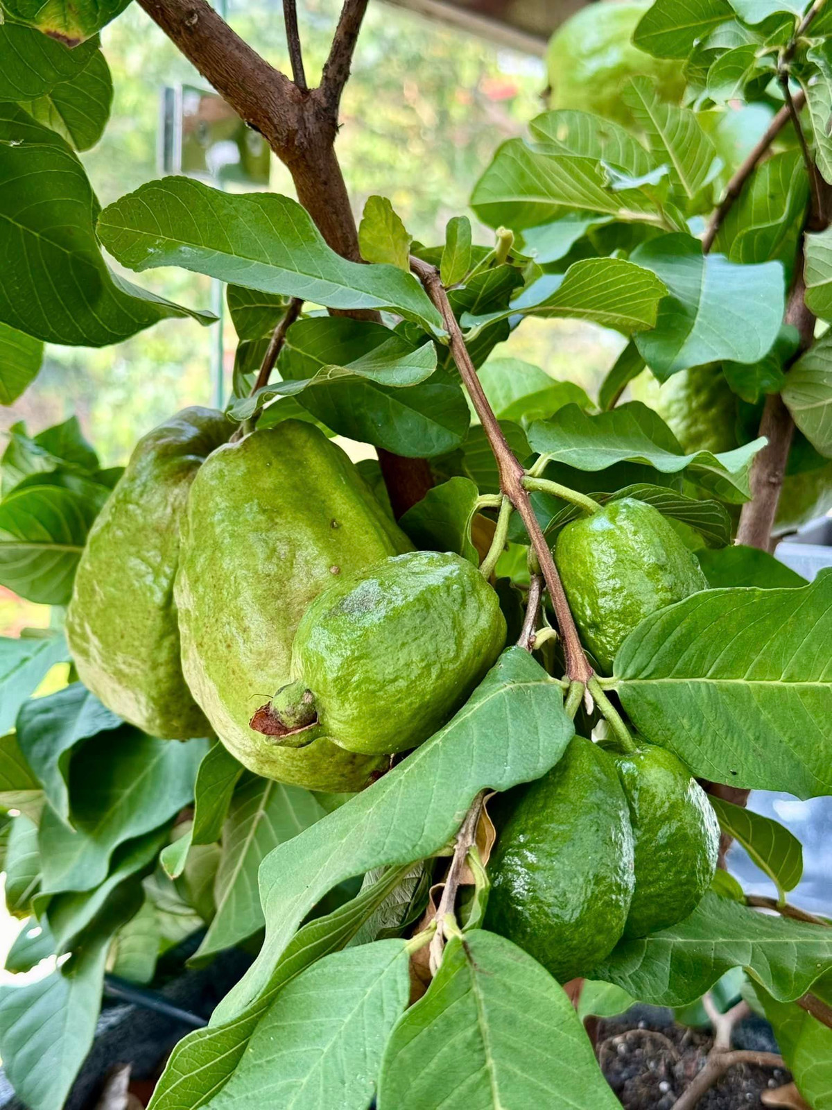 Cây ổi nhỏ nhưng cho nhiều trái to muốn "gãy cành".