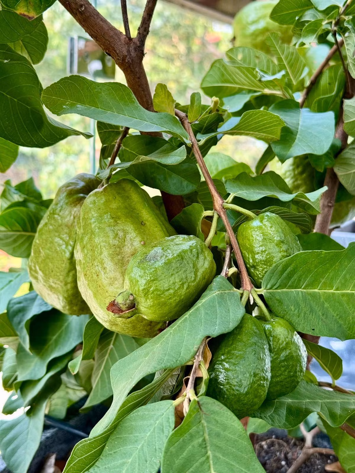 Cây ổi nhỏ nhưng cho nhiều trái to muốn "gãy cành".