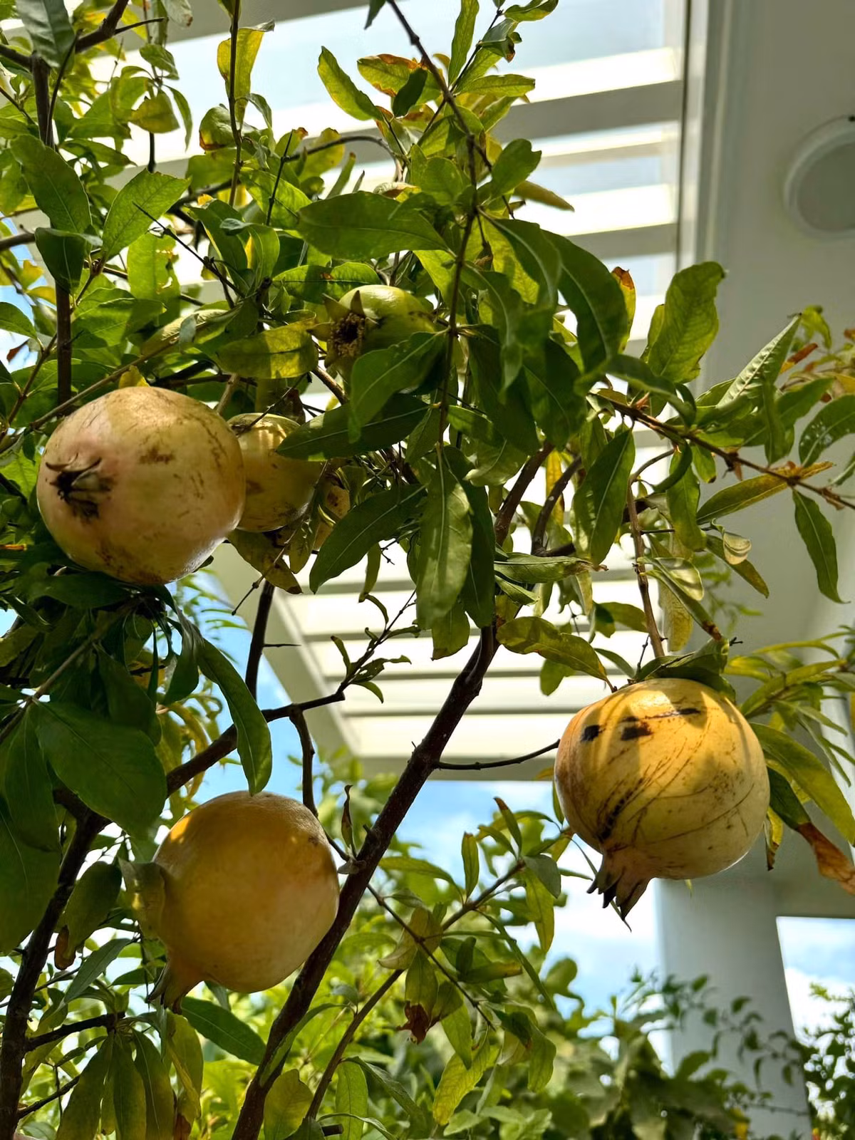 Trong khu vườn, nữ nghệ sĩ trồng đủ loại cây ăn trái. Cây nào cũng cho quả sai trĩu trịt.