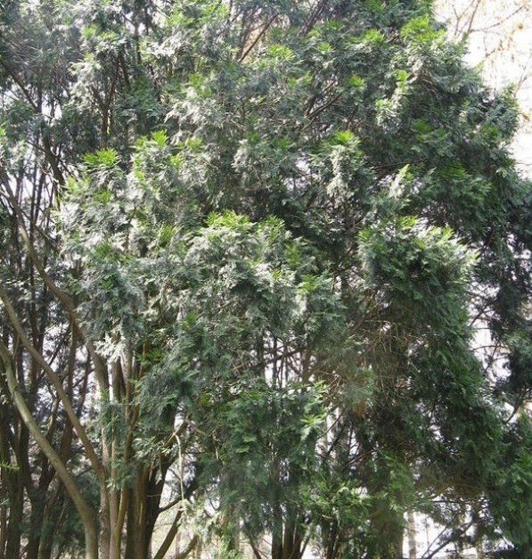 Cây nhai bách thường sinh trưởng chủ yếu trên các rặng núi hoặc sườn dốc ở vùng có độ cao trên 1500m so với mực nước biển. Ảnh: Godinh