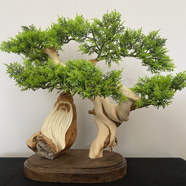 Bên cạnh đó, tinh dầu nhai bách được ứng dụng trong ngành làm đẹp, mùi hương của cây được coi như "vitamin trong không khí", có khả năng hỗ trợ điều trị chứng mất ngủ. Ảnh: Muathongminh