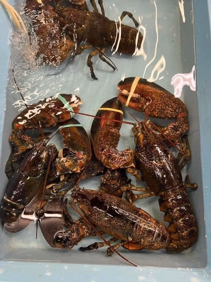 Trước đây, gia đình chị Giang chưa từng ăn thử tôm hùm Alaska vì giá quá đắt. Đợt này, giá tôm hùm Alaska chỉ từ 700.000 - 980.000 đồng/kg nên chị mua về thưởng thức.