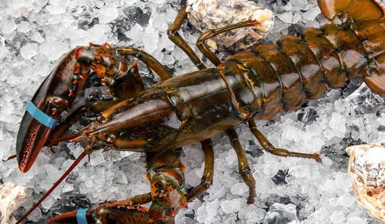 Theo một đầu mối bán hải sản online, tôm hùm Alaska đang vào mùa nên hàng tươi sống giá khá mềm.