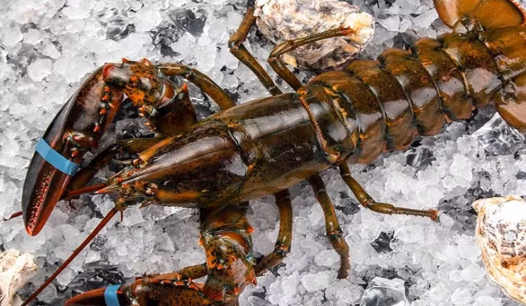 Theo một đầu mối bán hải sản online, tôm hùm Alaska đang vào mùa nên hàng tươi sống giá khá mềm.