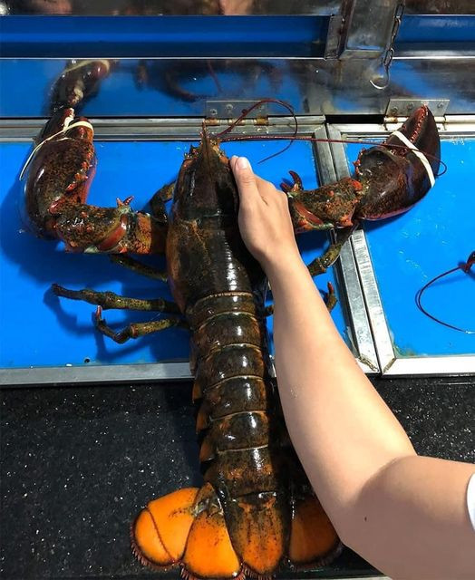 Tuy nhiên thời gian gần đây, tôm hùm Alaska được rao bán đầy chợ mạng với mức giá chỉ 350.000-399.000 đồng/con, khiến nhiều người bất ngờ.