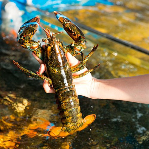 Các tiểu thương cho biết, giá tôm hùm Alaska rẻ do đang đúng mùa khai thác, nguồn cung dồi dào, chất lượng thịt cũng rất ngon. Nguồn ảnh: Facebook