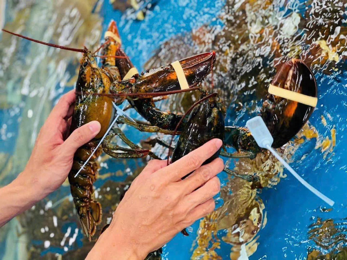 Trước đây, mức giá này chỉ mua được hàng đông lạnh nhưng nay có thể mua được tôm sống đang bơi.