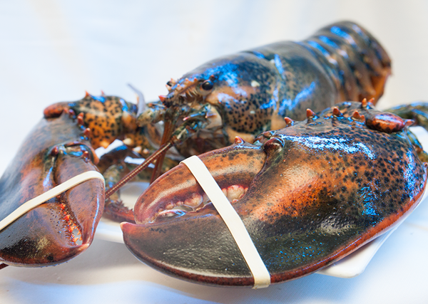 Do mức giá vừa phải nên tôm hùm Alaska loại nhỏ đắt khách hơn.