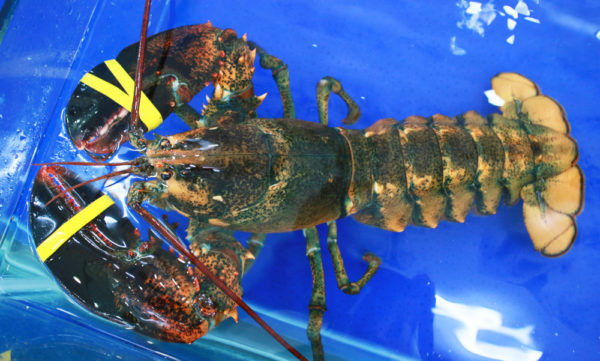 Loại tôm từ 1-5kg/con trước kia khoảng 1,5-1,7 triệu đồng/kg thì nay giảm còn trên dưới 1 triệu đồng/kg. Với loại tôm nhỏ từ 5-6 lạng/con, giá 399.000 đồng/con.