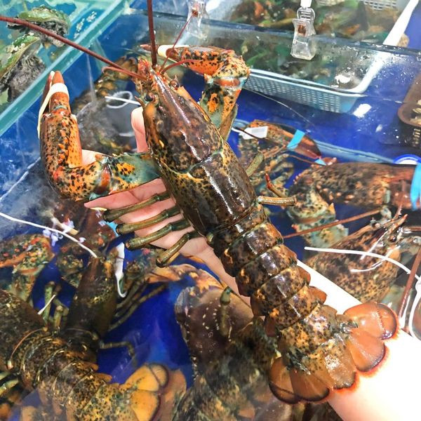 Chị Giang (Nam Từ Liêm, Hà Nội) cho biết, lúc đầu tưởng họ bán tôm hùm ngất hoặc đông lạnh nhưng khi hỏi lại thì được trả lời là tôm vẫn bơi khỏe.