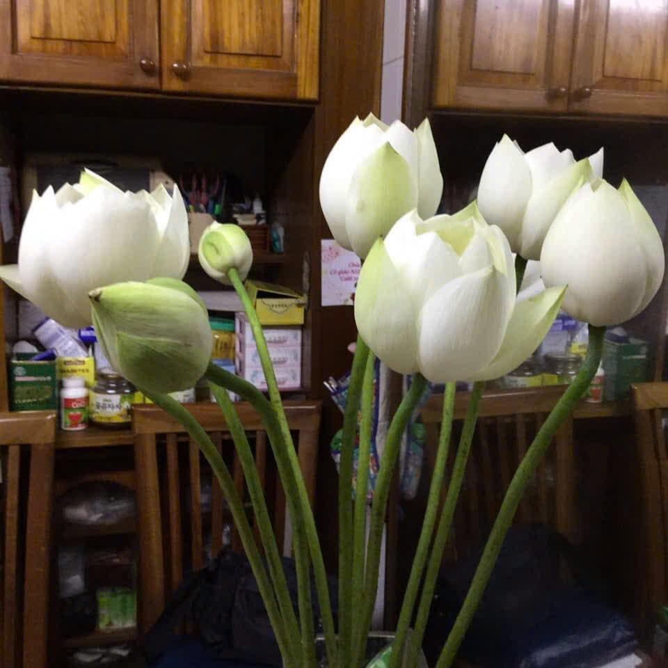 Các loại hoa nghệ sĩ Minh Vượng cắm có màu sắc tươi sáng như sen trắng, cúc tím, hồng vàng...Ảnh: FB Nguyễn Minh Vượng