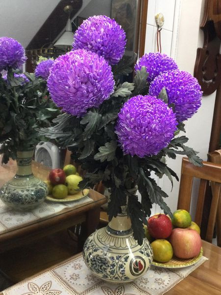 Hoa cúc tím rực rỡ. Ảnh: FB Nguyễn Minh Vượng