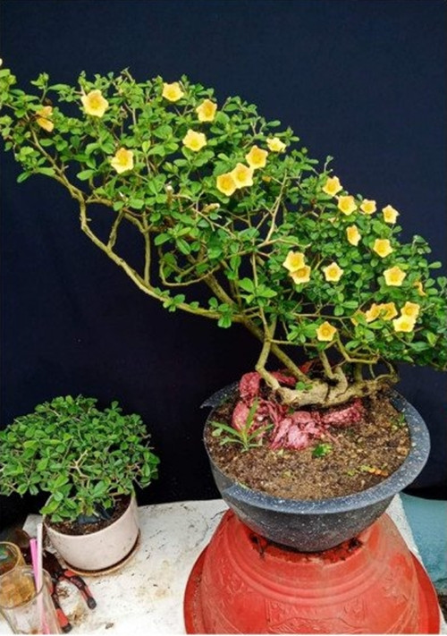 Những năm gần đây, bonsai hoa ké được nhiều khách hàng tìm mua dù mức giá thấp nhất 500.000 đồng/cây. Ảnh: Facebook