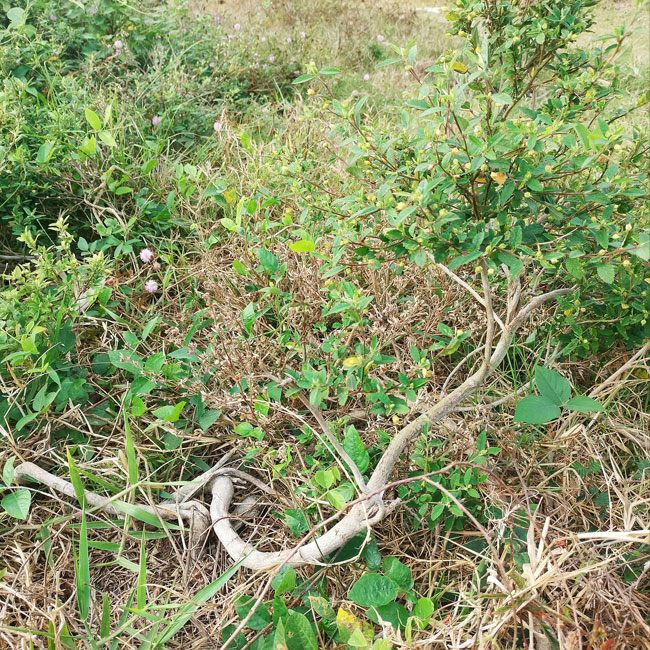 Cây hoa ké vốn là cây mọc hoang bên đường hay các triền đê ở nhiều làng quê Việt Nam. Chẳng ai nghĩ loài hoa này giờ đây lại có thể bán kiếm tiền. Ảnh: Internet