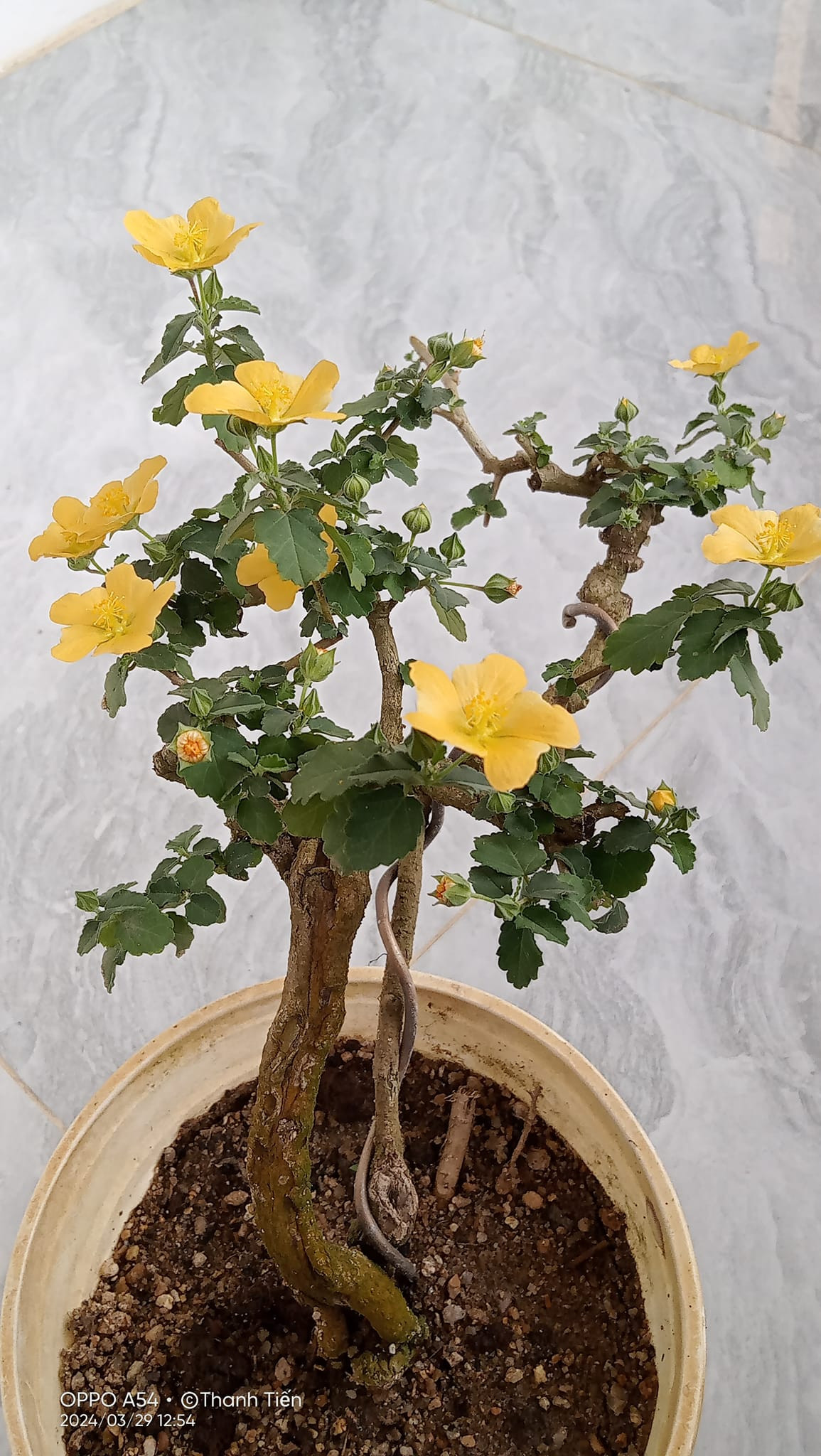 Một cây hoa ké bonsai giá trị cao phải nhiều hoa và to, dáng lả lướt, gọn gàng, gốc già. Ảnh: Facebook