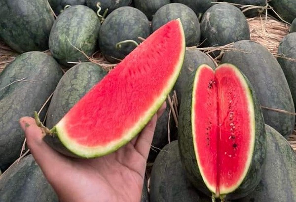 Dua hau giam gia tu 1.000 - 3.000 dong/kg