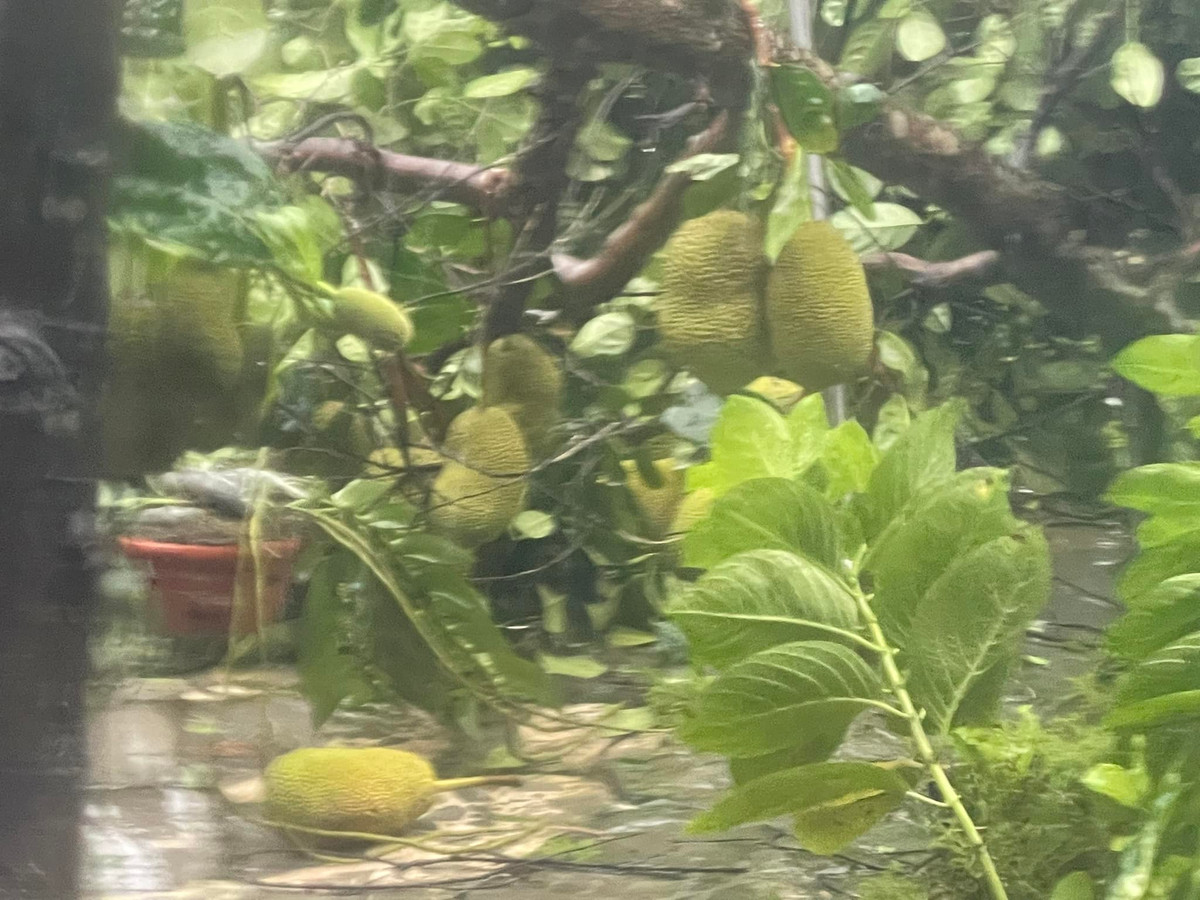 Cây mít cũng gãy đổ ngang, quả rụng đầy vườn. Ảnh: FB Trần Việt Hoàn