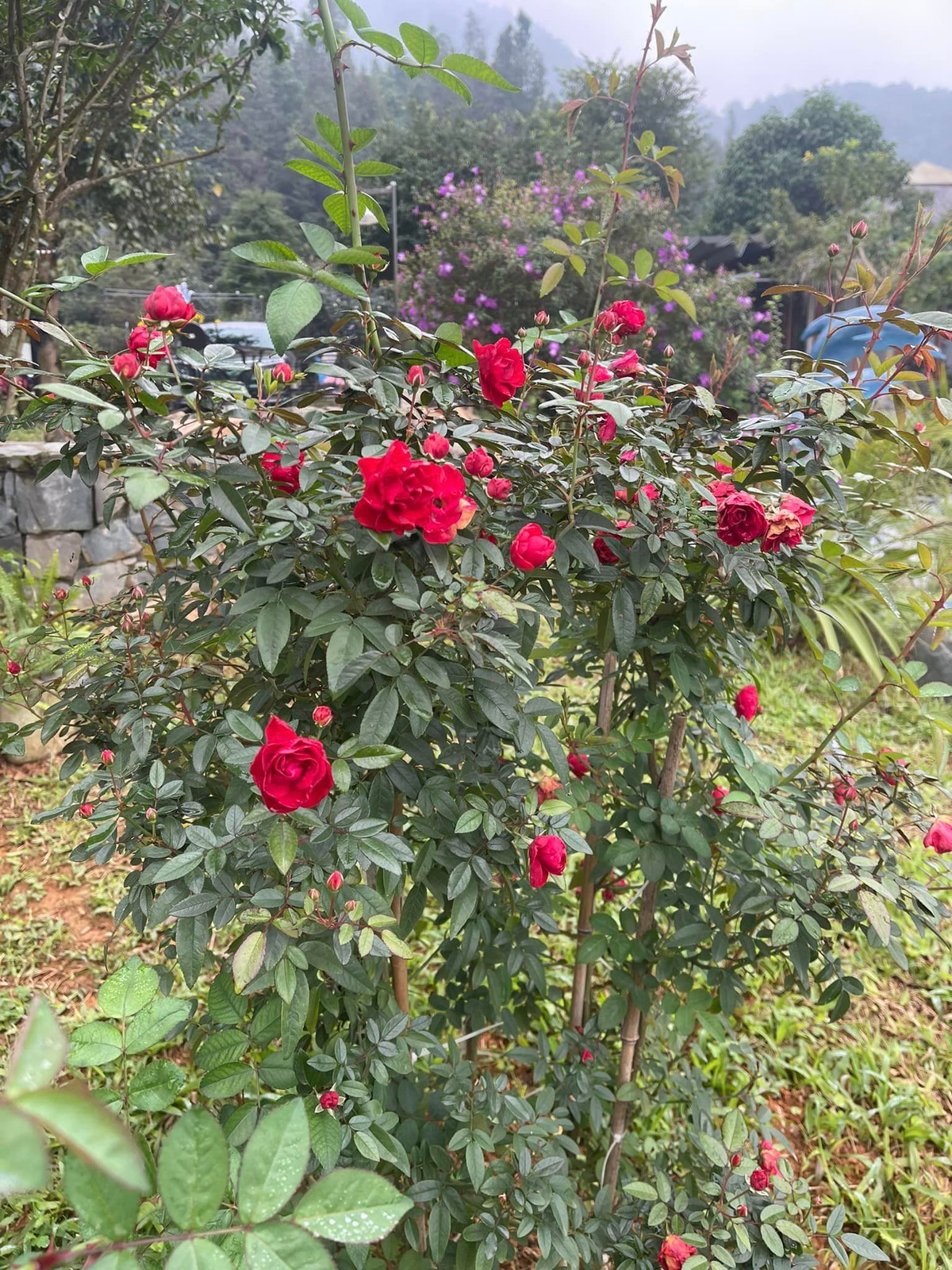 Hoa hồng nở đỏ rực một góc trời. Ảnh: FB Trần Việt Hoàn