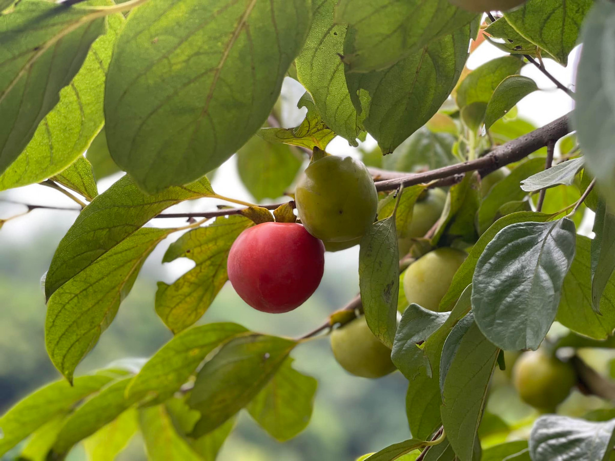  Việt Hoàn cho biết, anh rất yêu thiên nhiên và sự dân dã nên đã chọn ngoại thành để sinh sống từ nhiều năm nay. Ảnh: FB Trần Việt Hoàn