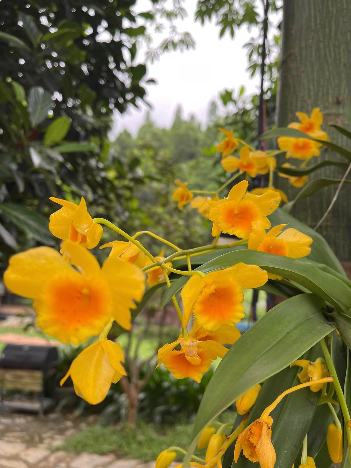 Những chùm phi điệp tím, trắng, vẩy rồng vàng...đua nhau nở rực rỡ với mùi hương ấm nồng nàn. Ảnh: FB Trần Việt Hoàn